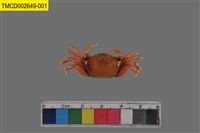 藏品(四角丑招潮蟹)的圖片